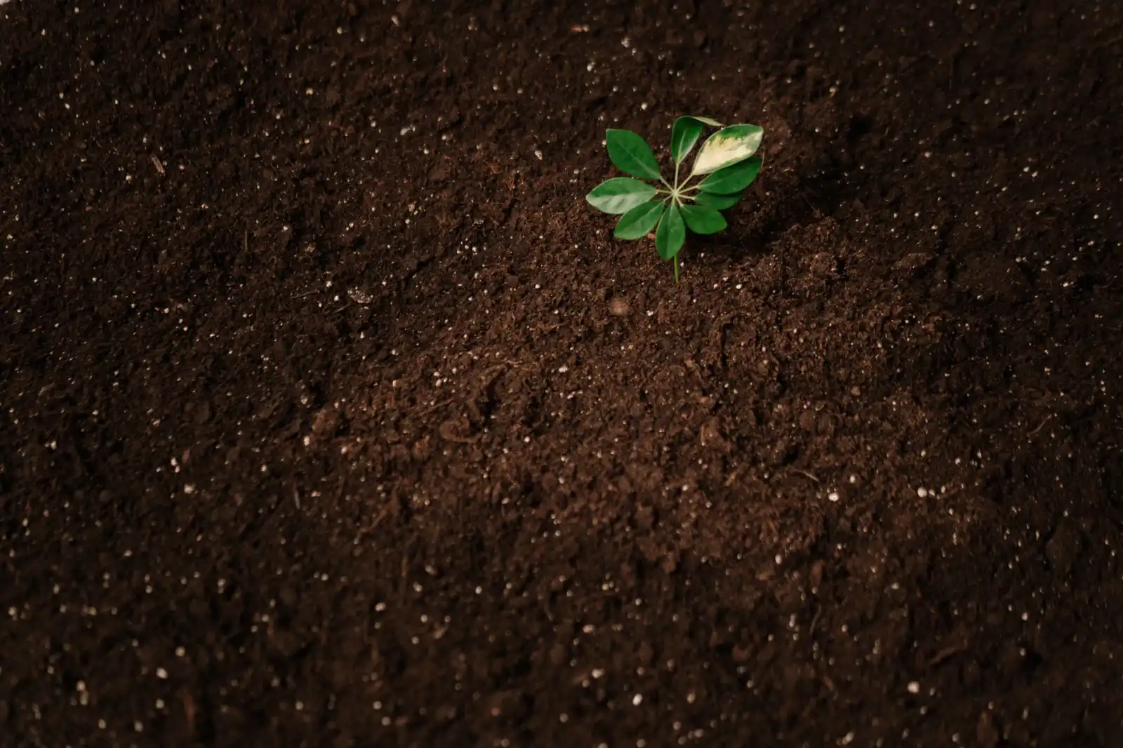汽车资讯平台技术方案对比：主流开发框架与性能评估