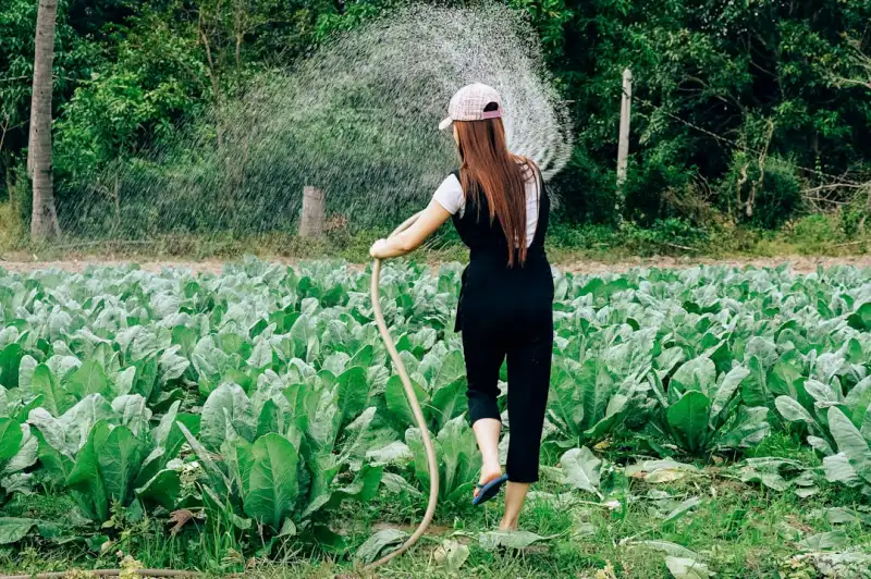 大连汽车服务平台开发：豆号科技如何用软件研发提升服务效率